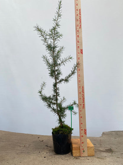 Green Atlas Cedar in a 4" pot (CA4-15)