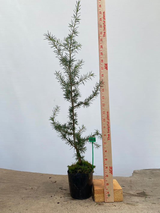 Green Atlas Cedar in a 4" pot (CA4-15)