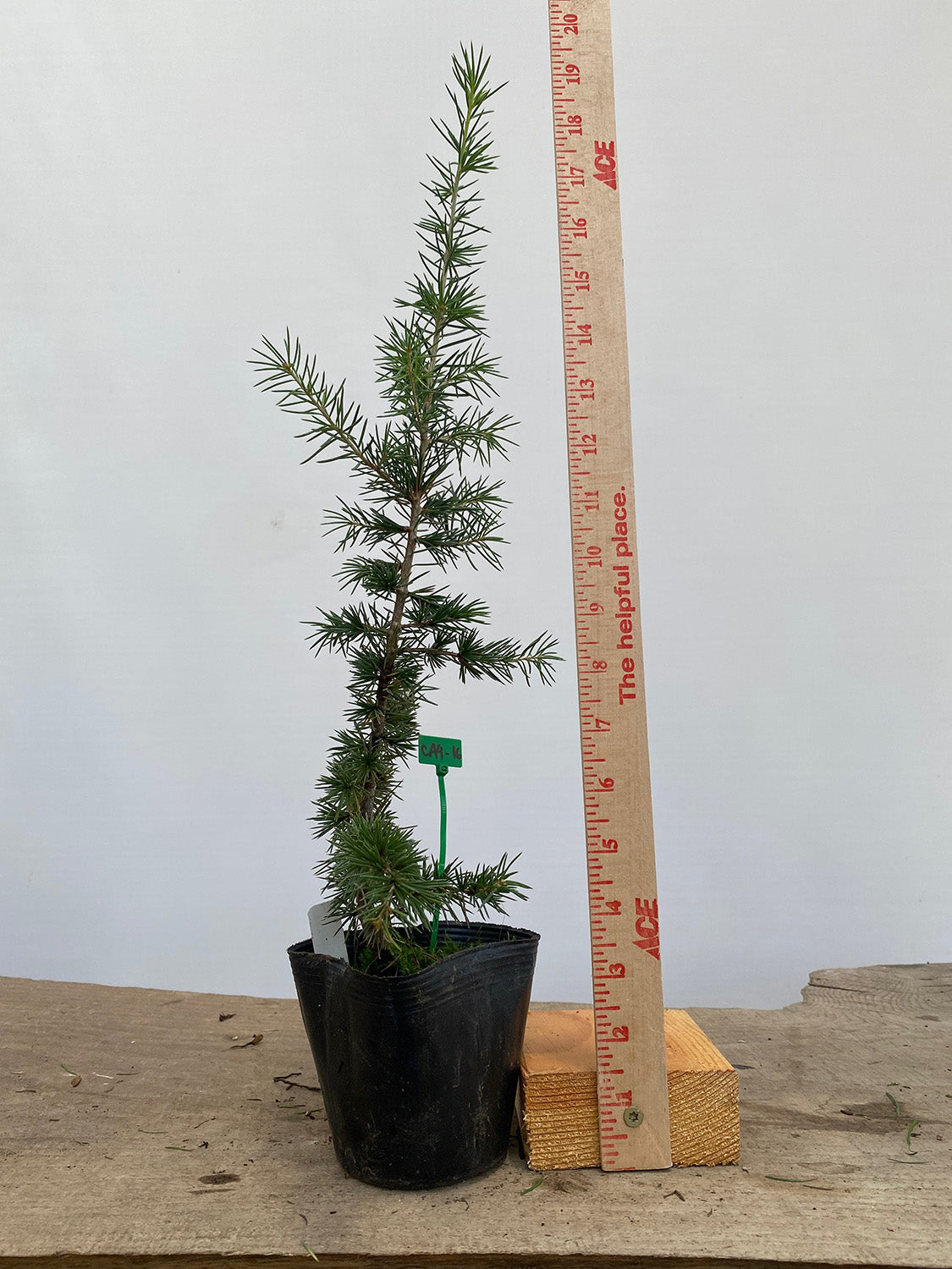 Green Atlas Cedar in a 4" pot (CA4-16)