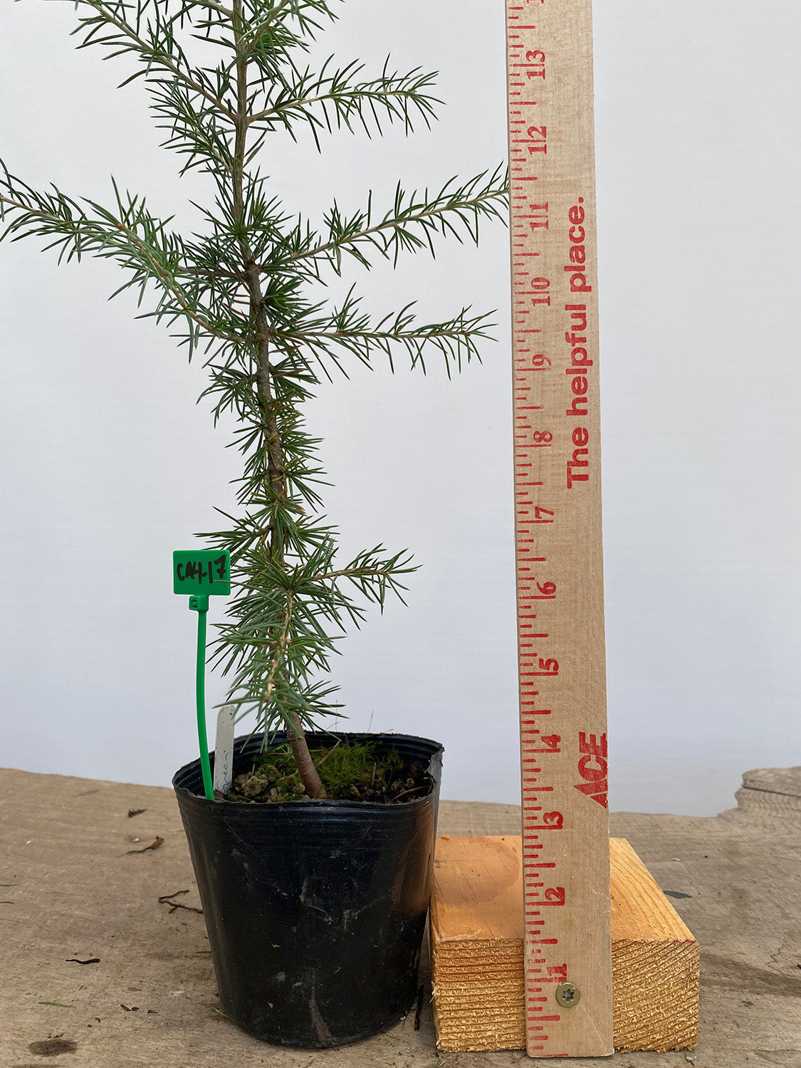 Green Atlas Cedar in a 4" pot (CA4-17)