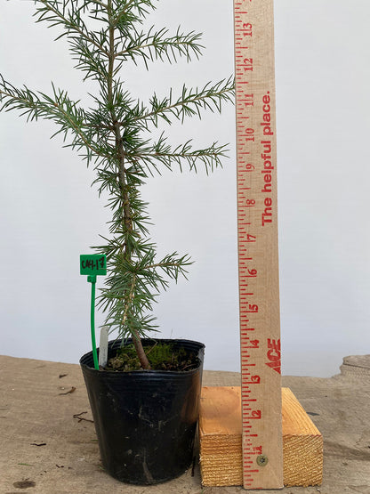 Green Atlas Cedar in a 4" pot (CA4-17)