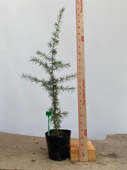 Green Atlas Cedar in a 4" pot (CA4-17)