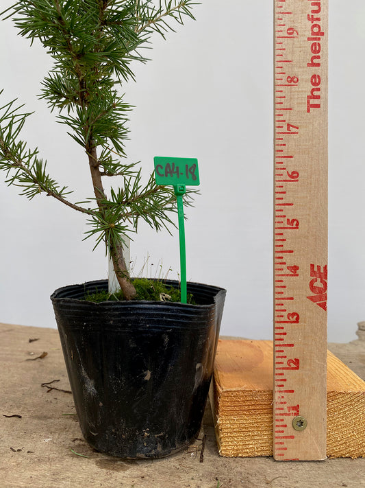 Green Atlas Cedar in a 4" pot (CA4-18)