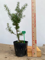 Green Atlas Cedar in a 4" pot (CA4-18)