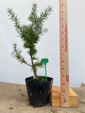 Green Atlas Cedar in a 4" pot (CA4-18)