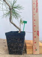 Japanese Black Pine in a 4" basket (PT4-03)