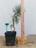 Japanese Black Pine in a 4" basket (PT4-03)