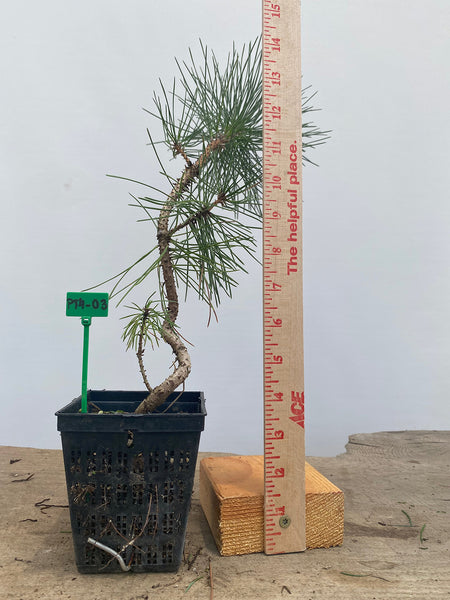 Japanese Black Pine in a 4" basket (PT4-03)
