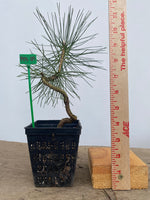 Japanese Black Pine in a 4" basket (PT4-04)