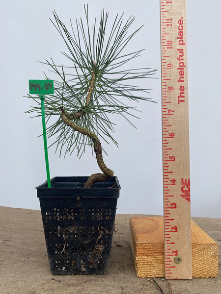 Japanese Black Pine in a 4" basket (PT4-04)