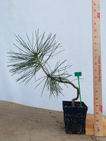 Japanese Black Pine in a 4" basket (PT4-04)
