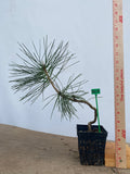 Japanese Black Pine in a 4" basket (PT4-04)
