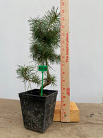 Scots Pine in a 4" pot (PS4-01)