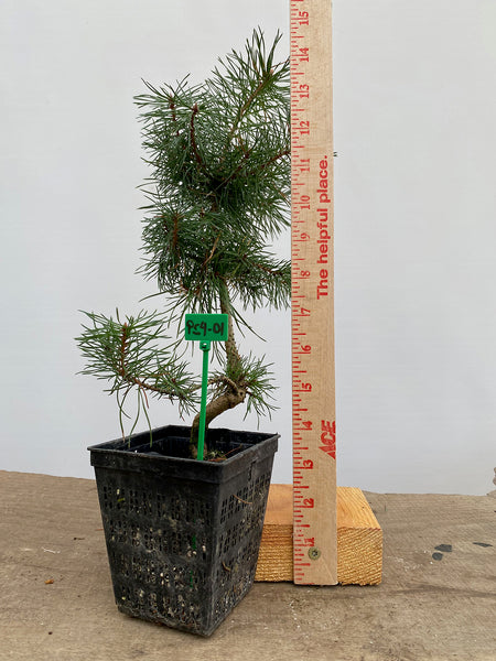 Scots Pine in a 4" pot (PS4-01)