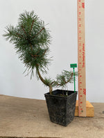 Scots Pine in a 4" pot (PS4-01)