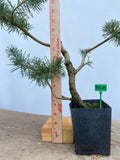 Scots Pine in a 4" pot (PS4-04)