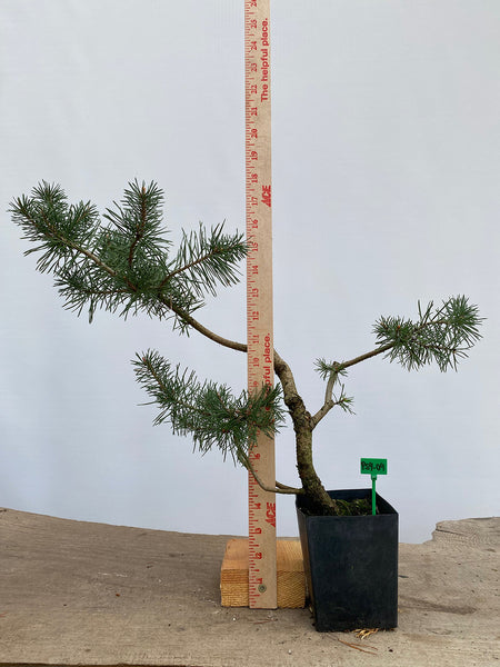 Scots Pine in a 4" pot (PS4-04)