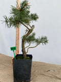 Scots Pine in a 4" pot (PS4-04)