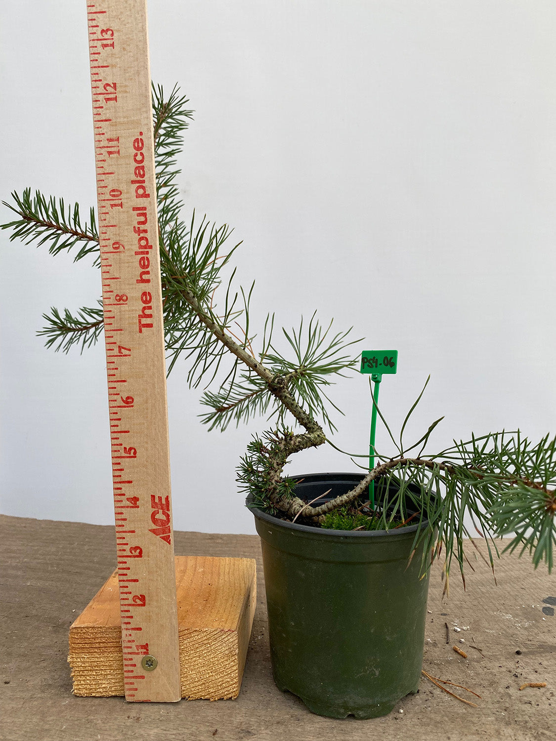 Scots Pine in a 4" pot (PS4-06)