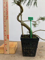 Scots Pine in a 4" pot (PS4-07)