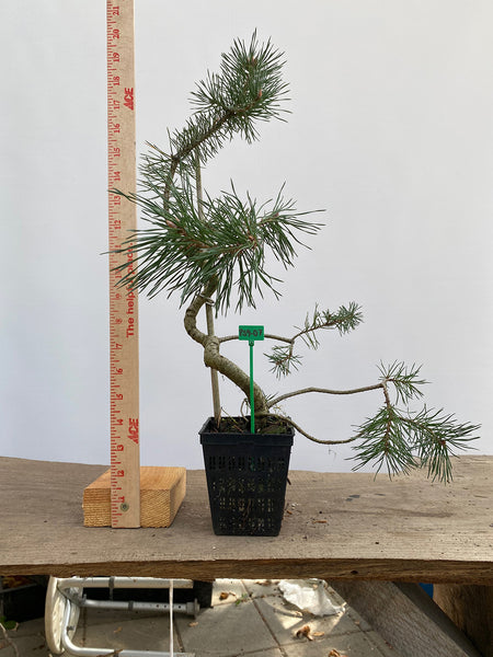 Scots Pine in a 4" pot (PS4-07)