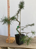 Scots Pine in a 4" pot (PS4-07)