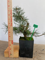 Scots Pine in a 4" pot (PS4-10)