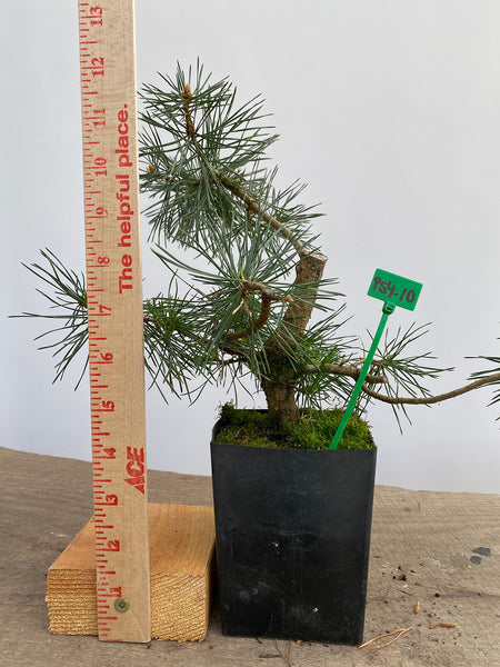Scots Pine in a 4" pot (PS4-10)