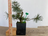 Scots Pine in a 4" pot (PS4-10)