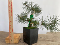 Scots Pine in a 4" pot (PS4-10)