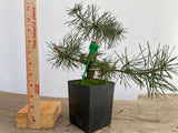 Scots Pine in a 4" pot (PS4-10)