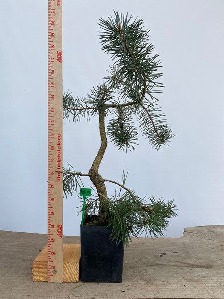 Scots Pine in a 4" pot (PS4-13)
