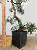 Scots Pine in a 4" pot (PS4-13)