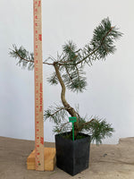 Scots Pine in a 4" pot (PS4-13)