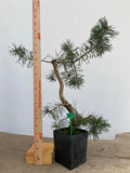 Scots Pine in a 4" pot (PS4-13)