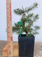 Scots Pine in a 4" pot (PS4-14)