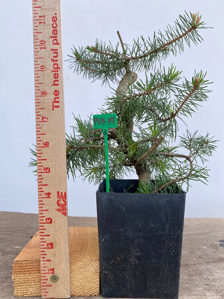 Scots Pine in a 4" pot (PS4-14)