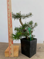 Scots Pine in a 4" pot (PS4-14)