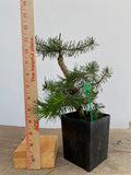 Scots Pine in a 4" pot (PS4-14)