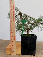 Scots Pine in a 4" pot (PS4-15)