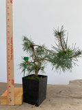 Scots Pine in a 4" pot (PS4-15)