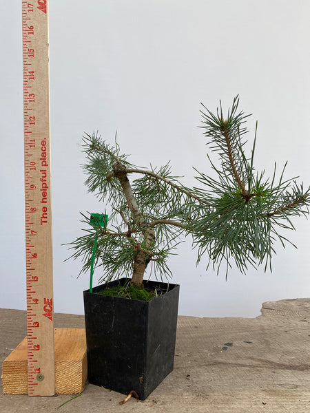 Scots Pine in a 4" pot (PS4-15)