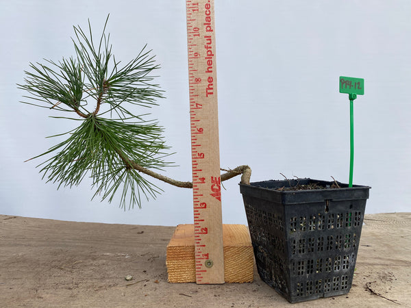 Japanese Black Pine in a 4" basket (PT4-12)