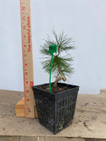 Japanese Black Pine in a 4" basket (PT4-12)