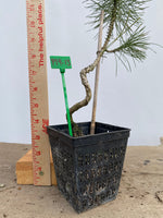 Japanese Black Pine in a 4" basket (PT4-13)
