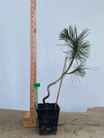 Japanese Black Pine in a 4" basket (PT4-13)