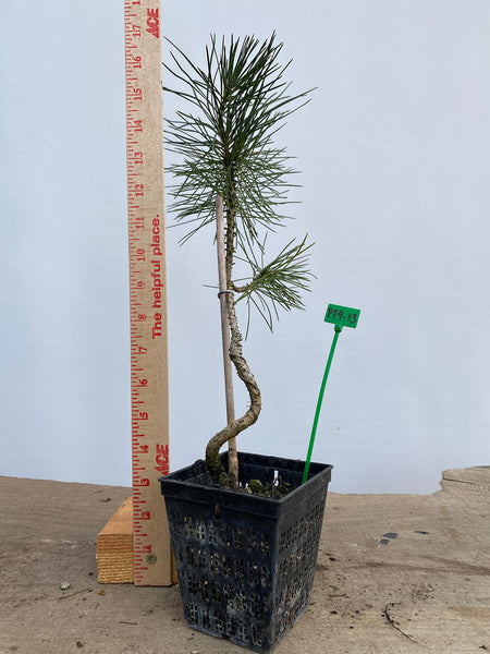 Japanese Black Pine in a 4" basket (PT4-13)
