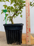 Trident Maple in a 6" pot (AB6-01)