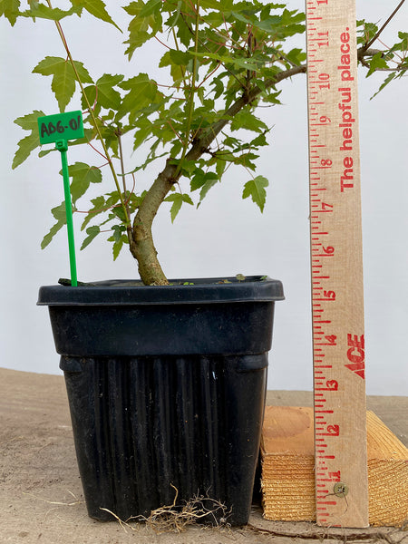 Trident Maple in a 6" pot (AB6-01)