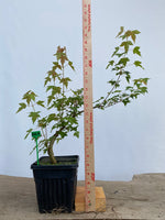 Trident Maple in a 6" pot (AB6-01)